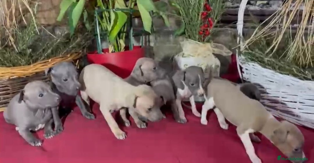 Whippet perros en venta: Whippet blue y Verdino  - Anuncio 8
