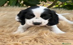 Cocker Spaniel Inglés perros en venta: Cocker ruano  - Imagen 2