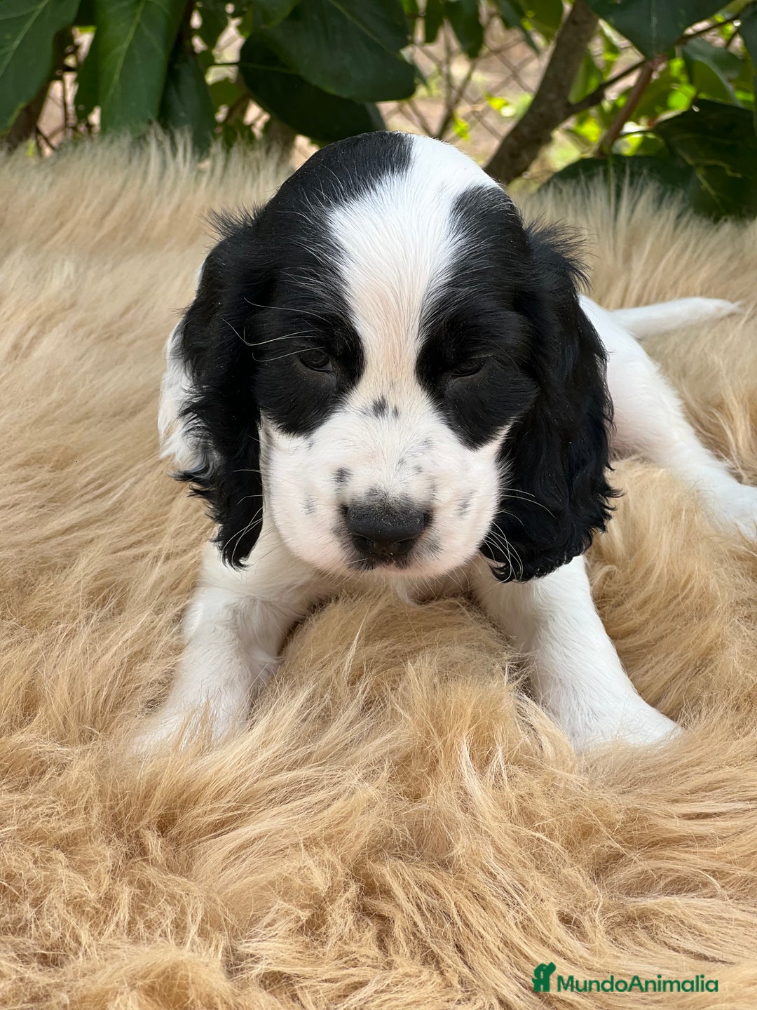 Cocker Spaniel Inglés perros en venta: Cocker ruano  - Imagen 2