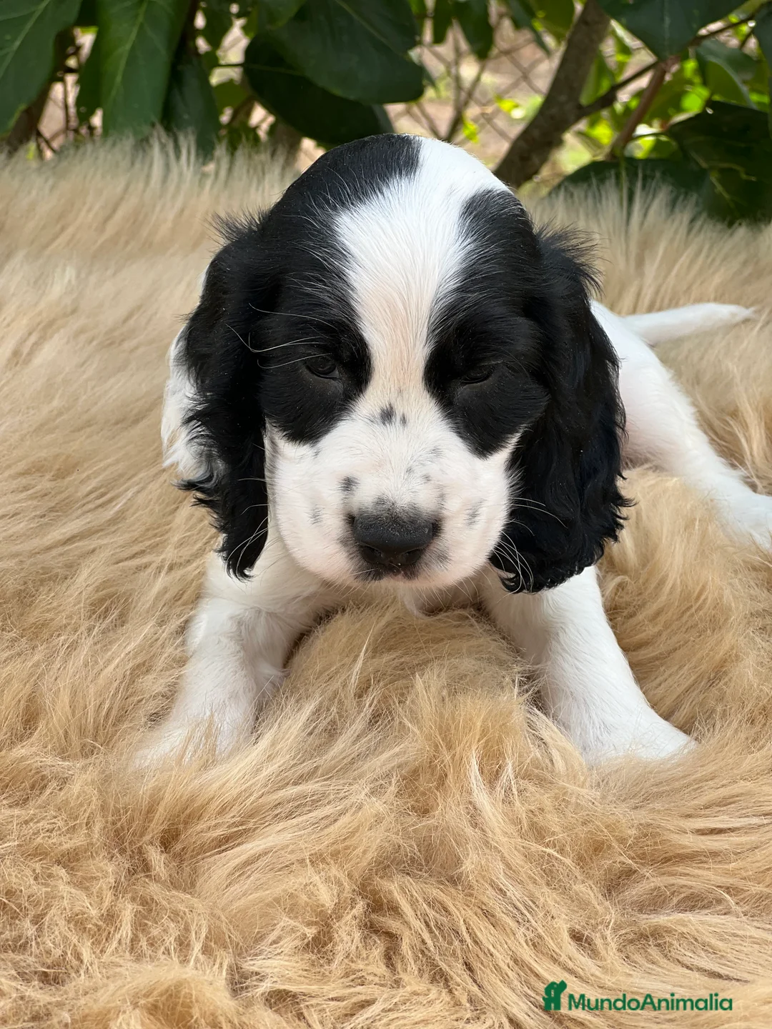 Cocker Spaniel Inglés perros en venta: Cocker ruano  - Anuncio 2