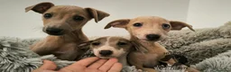Pequeño Lebrel Italiano perros en venta: Piccolo italiano  - Anuncio 2