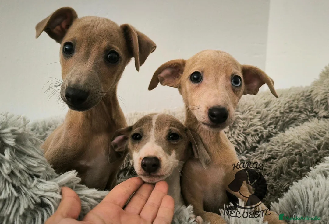 Pequeño Lebrel Italiano perros en venta: Piccolo italiano  - Anuncio 2
