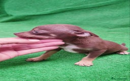 Chihuahua perros en venta: Chihuahua Toy - Imagen 2