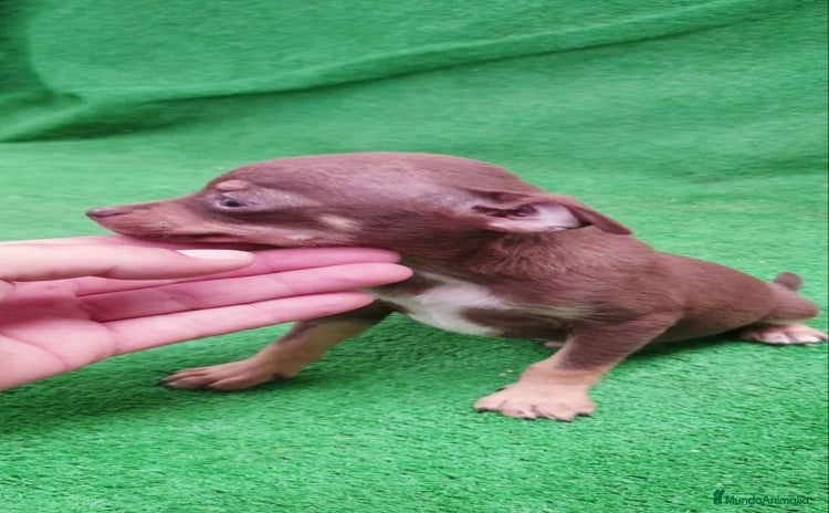 Chihuahua perros Chihuahua Toy - Anuncio 11