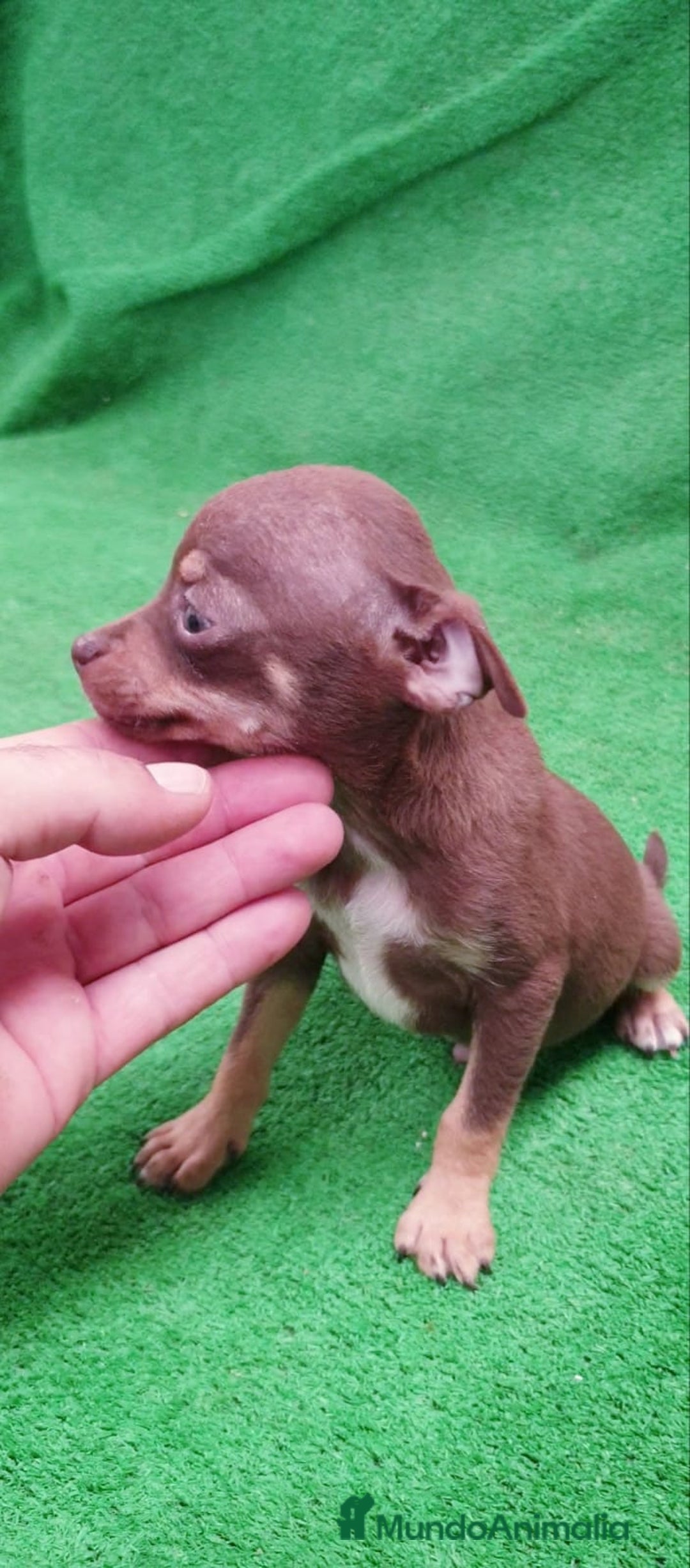 Chihuahua perros en venta: Chihuahua Toy - Imagen 2