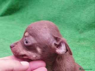 Chihuahua perros Chihuahua Toy - Anuncio 24