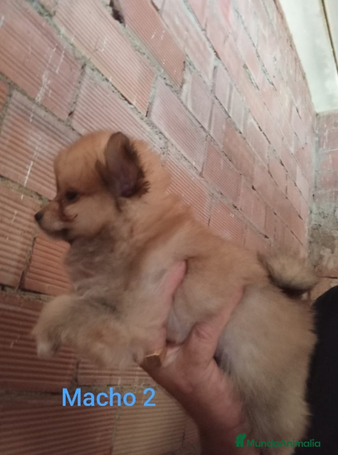 Pomerania perros en venta: POMERANIAS LULUS CALIDAD Y SELECCIÓN  - Imagen 18