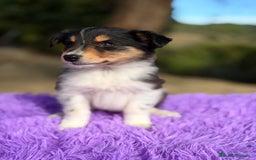 Border Collie perros en venta: Border collie tricolor  - Anuncio 1