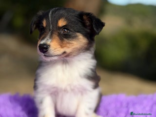 Border Collie perros Border collie tricolor - Anuncio 1