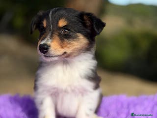 Border Collie perros Border collie tricolor - Anuncio 24