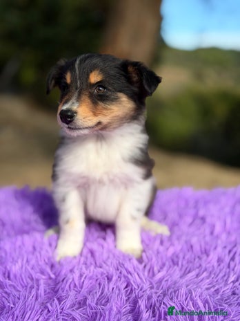 Border Collie perros Border collie tricolor - Anuncio 5