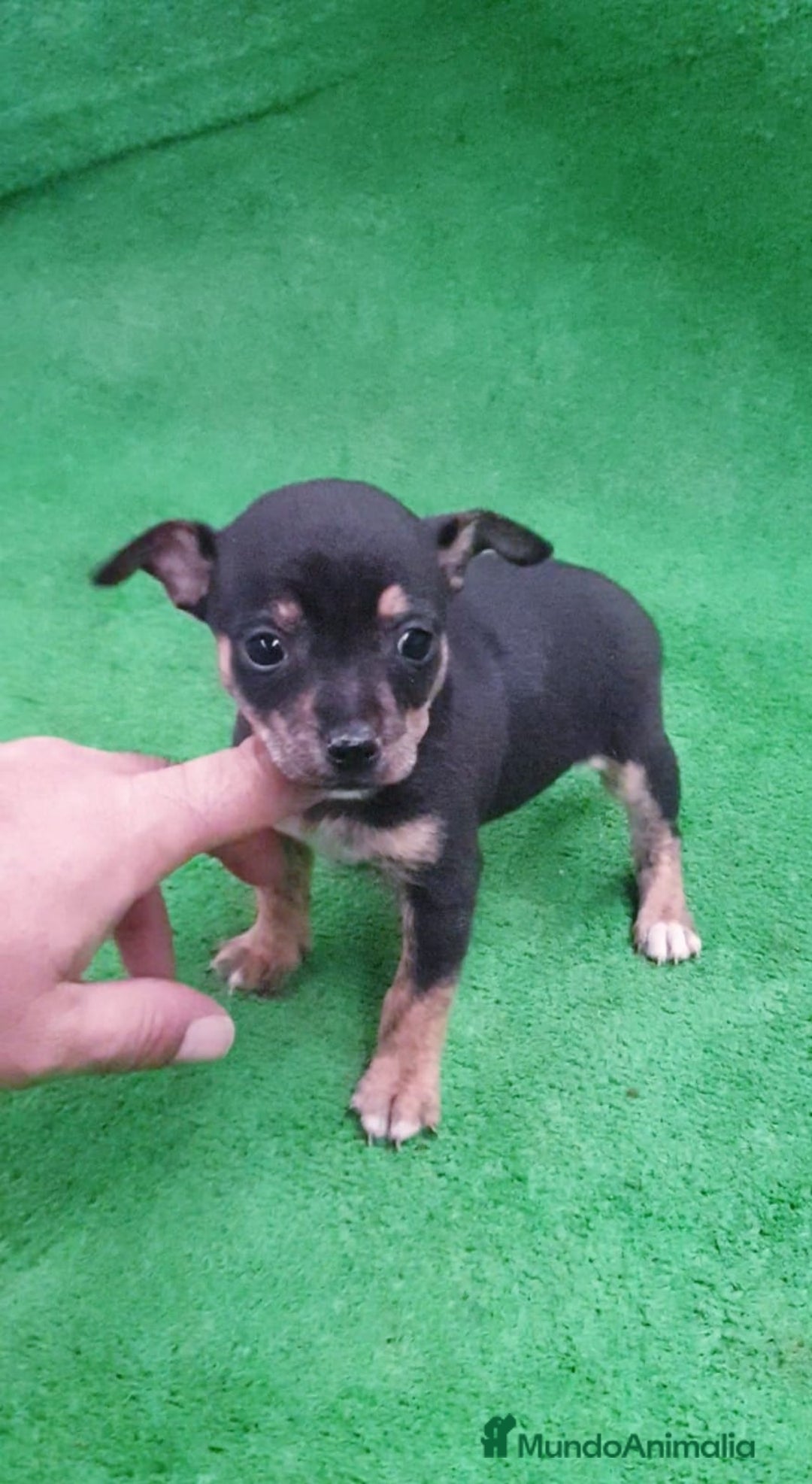 Raza Mixta perros en venta: # Chihuahua _ Pincher # - Anuncio 5