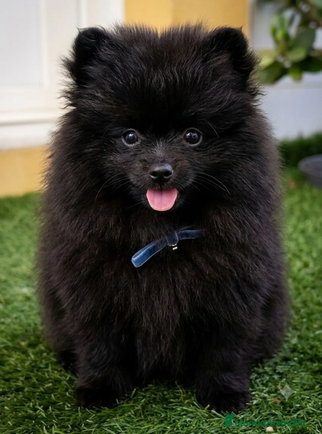 Pomerania perros en venta: Pomerania macho - Anuncio 1