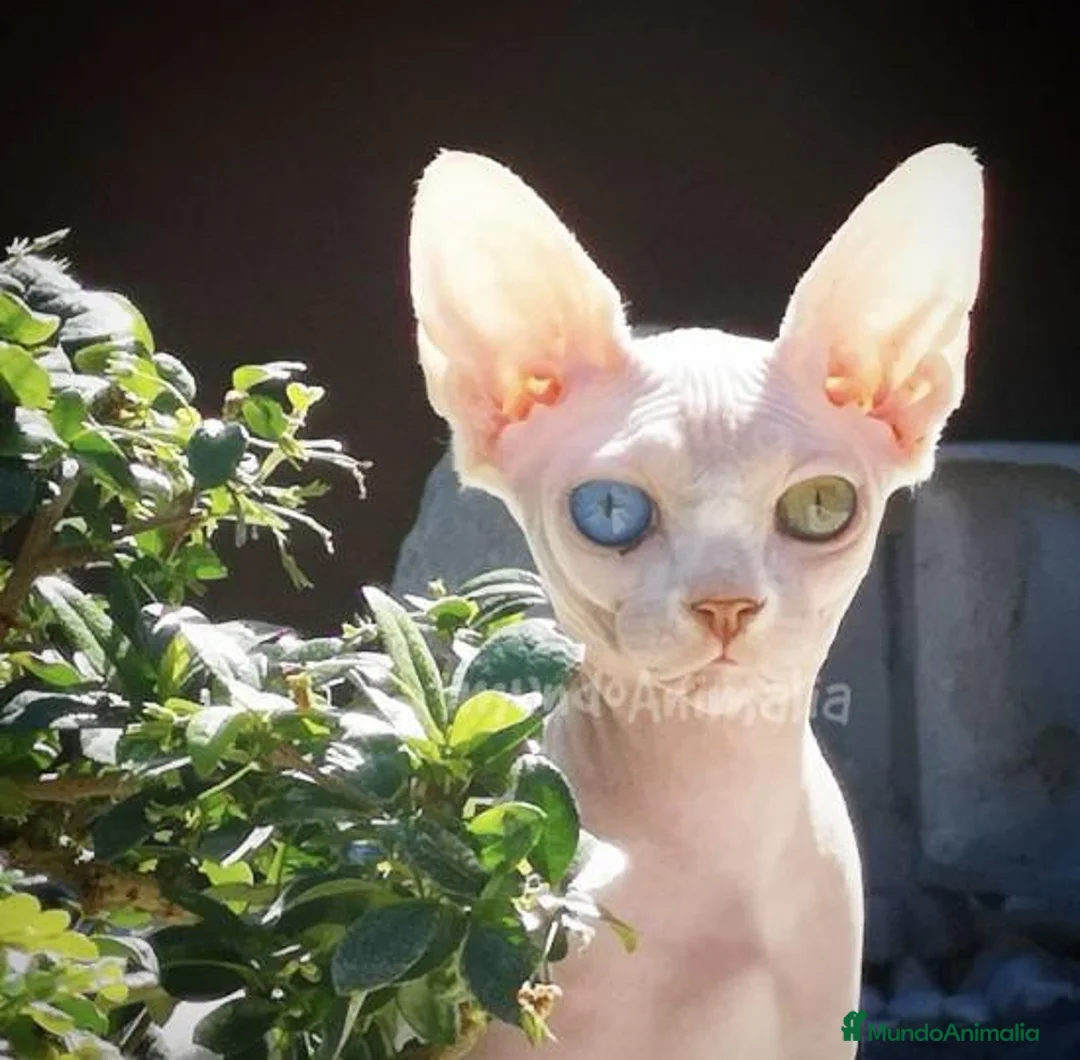 Imagen de galería {{count}}