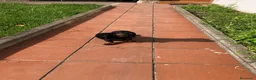 Teckel Miniatura perros en venta: Teckel miniatura negro fuego  - Anuncio 3