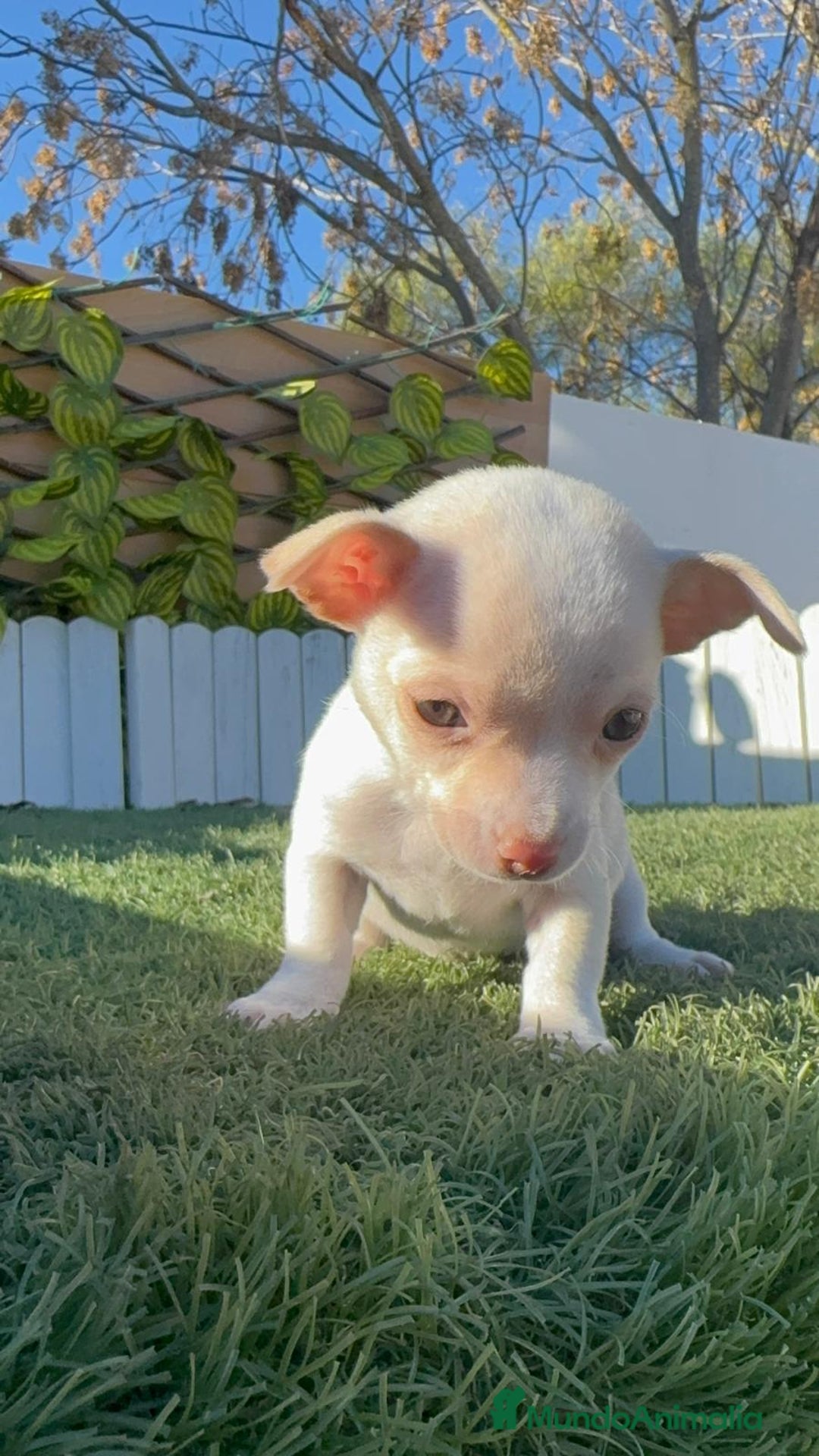 Chihuahua perros en venta: CHIHUAHUA  - Anuncio 25