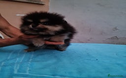 Pomerania perros en venta: Pomerania toy - Imagen 12