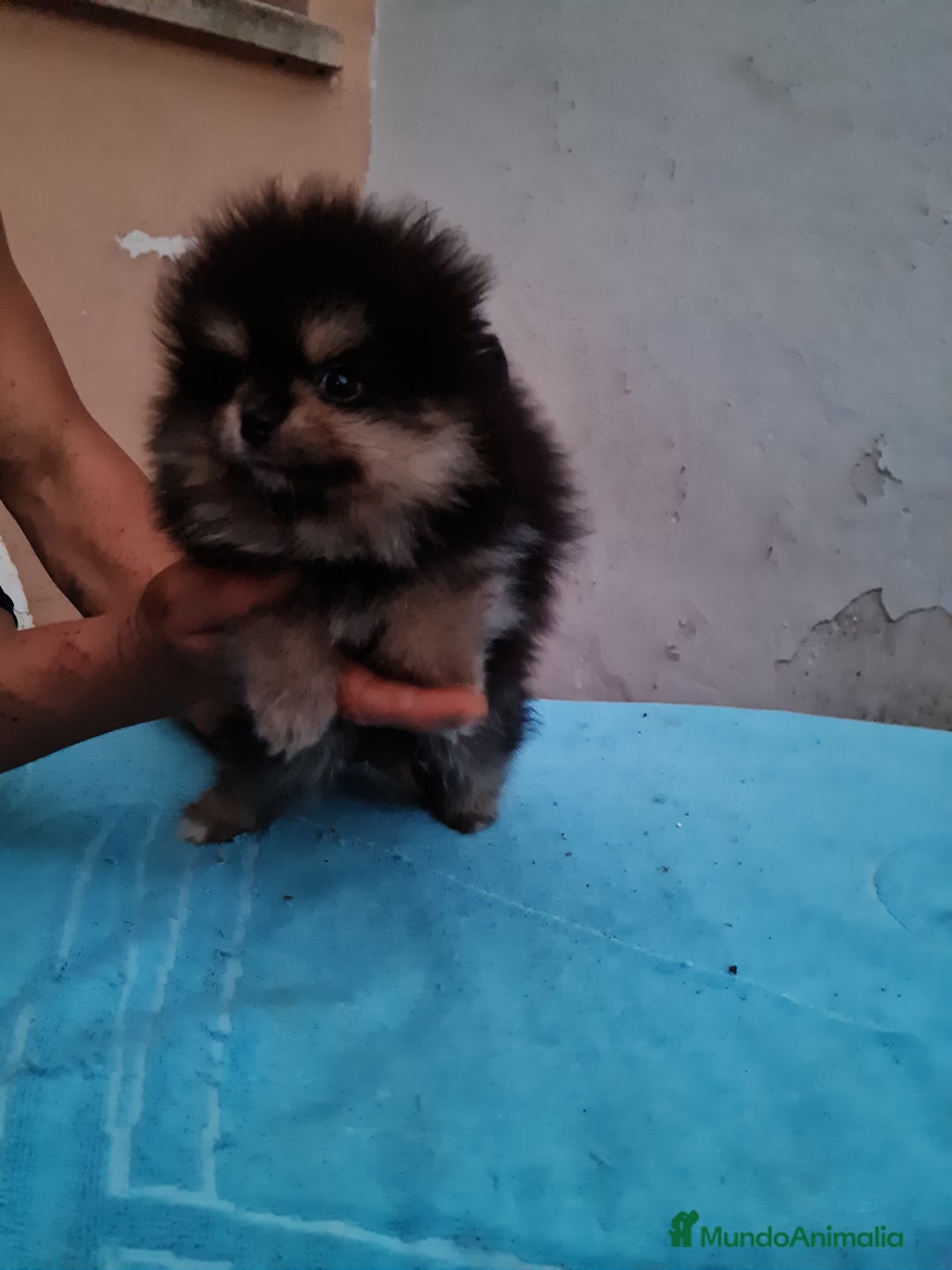 Pomerania perros en venta: Pomerania toy - Imagen 12