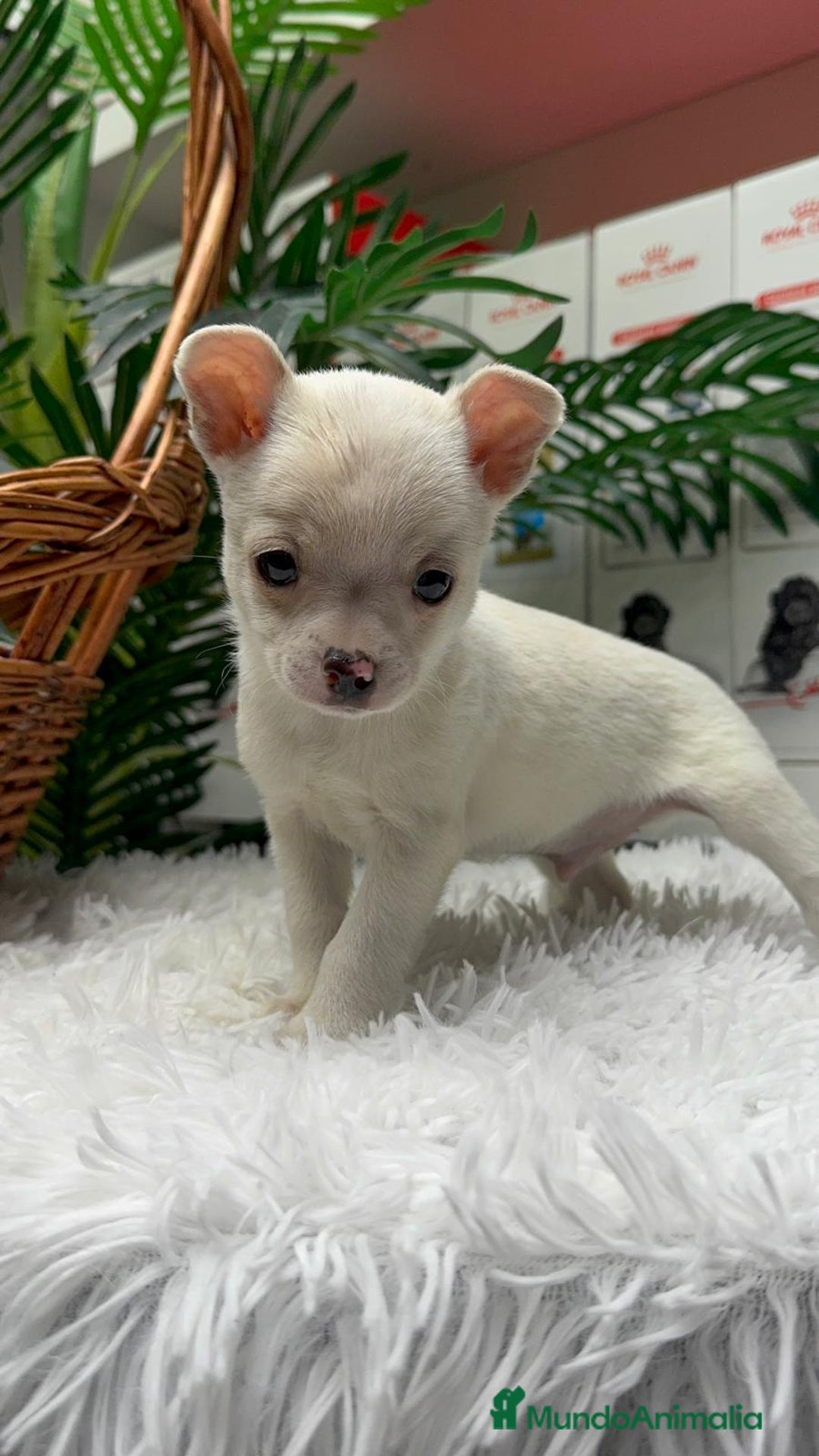 Chihuahua perros en venta: CHIHUAHUA MACHO - Anuncio 7
