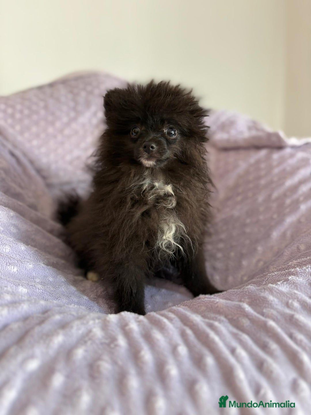 Pomerania perros en venta: Lulu pomerania MICRO TOY  - Imagen 14