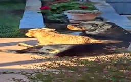 Grifón de Bruselas perros para monta: Griffon de bruselas  - Imagen 3