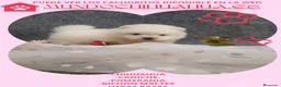 Pomerania perros en venta: preciosos pomeranias blancos  - Anuncio 3