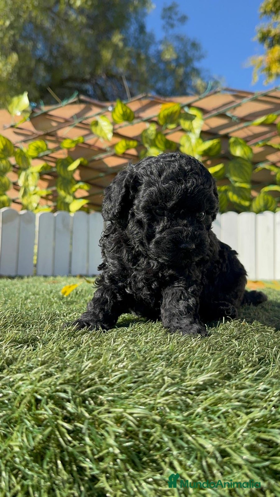 Caniche Toy perros en venta: CANICHE TOY  - Anuncio 20