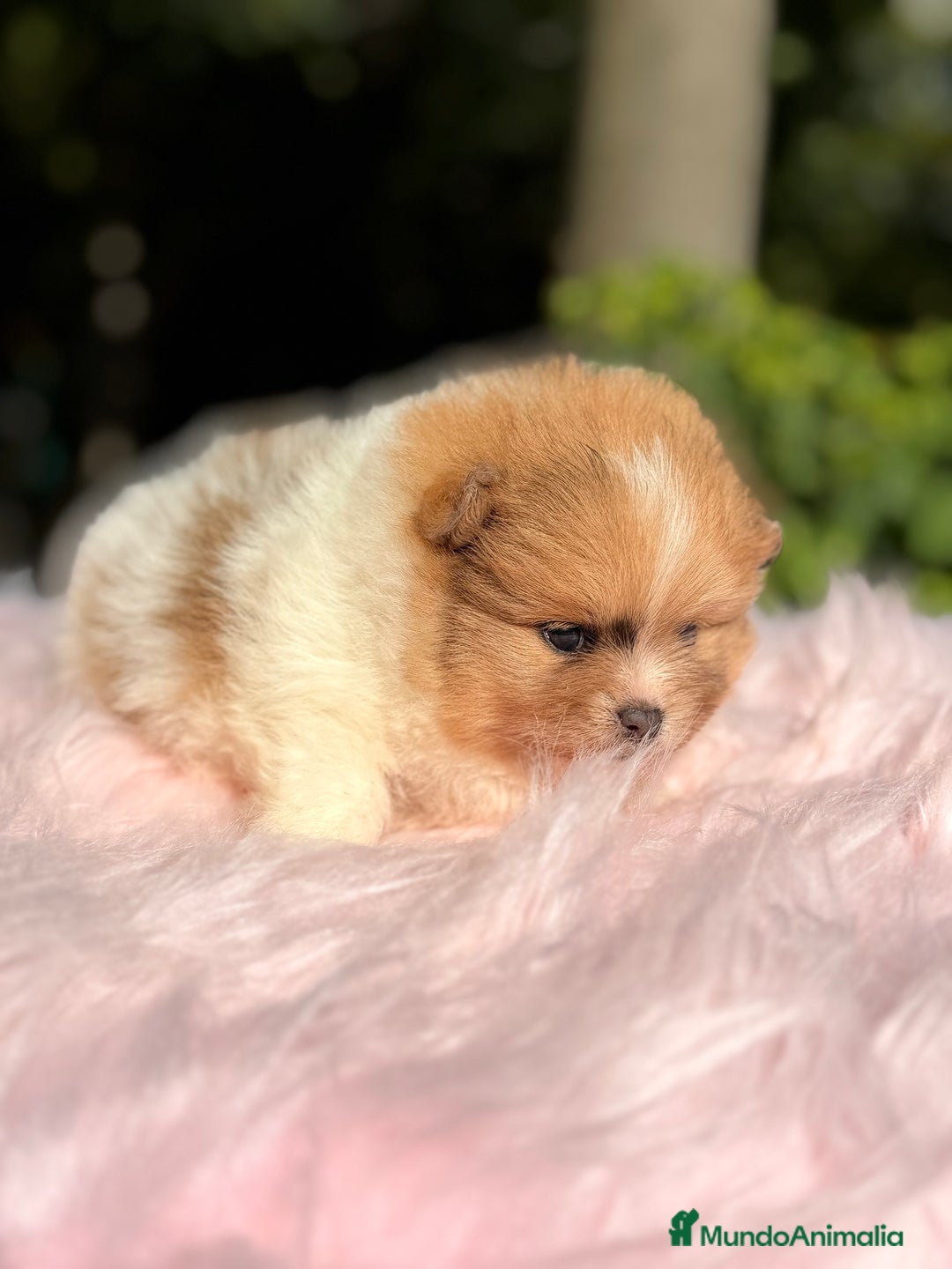 Pomerania perros en venta: Pomerania Partycolor - Imagen 4