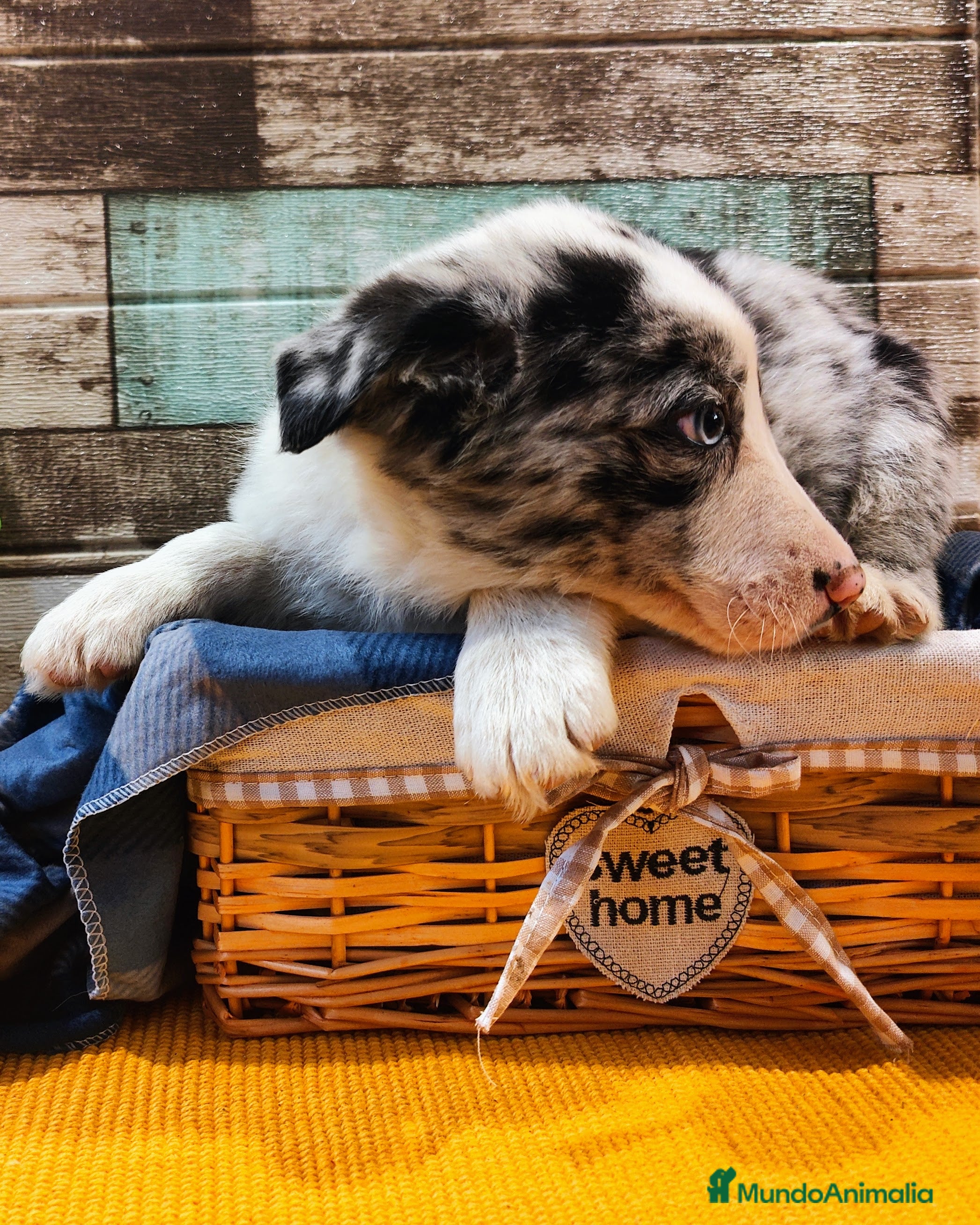 Border Collie perros Border Collie Blue Merle disponibles - Anuncio 1