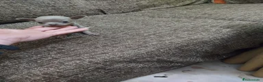 Chihuahua 3