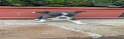 Chihuahua perros en venta: CHIHUAHUA HEMBRA – PEQUEÑITA Y PRECIOSA - Anuncio 8