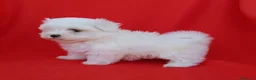 Bichón Maltés perros en venta: Bichon maltés toy  - Anuncio 5