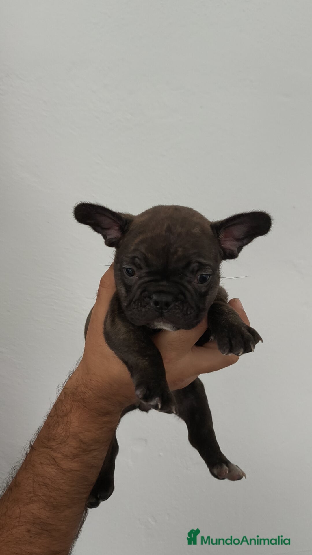 Bulldog Francés perros en venta: Bulldog francés hembra  - Imagen 5