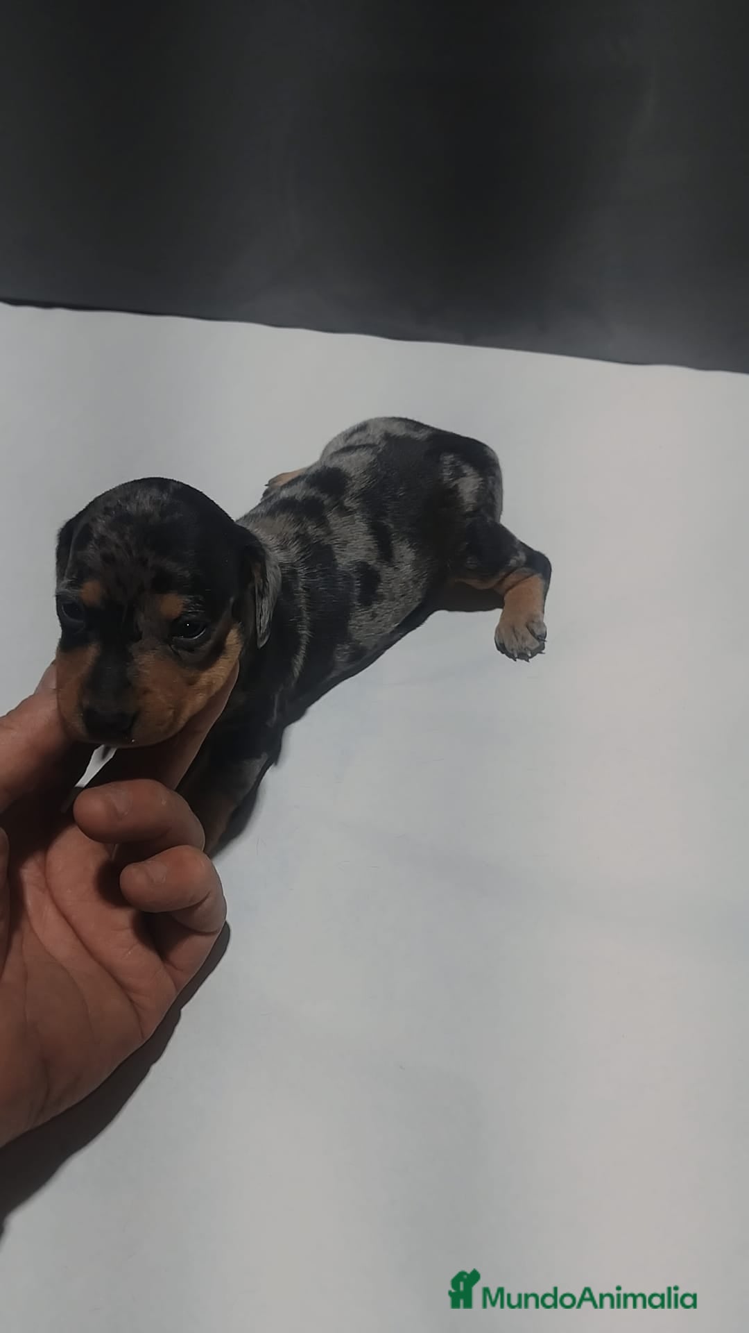 Teckel Miniatura perros Teckel kaninchen de todos los colores  - Anuncio 1