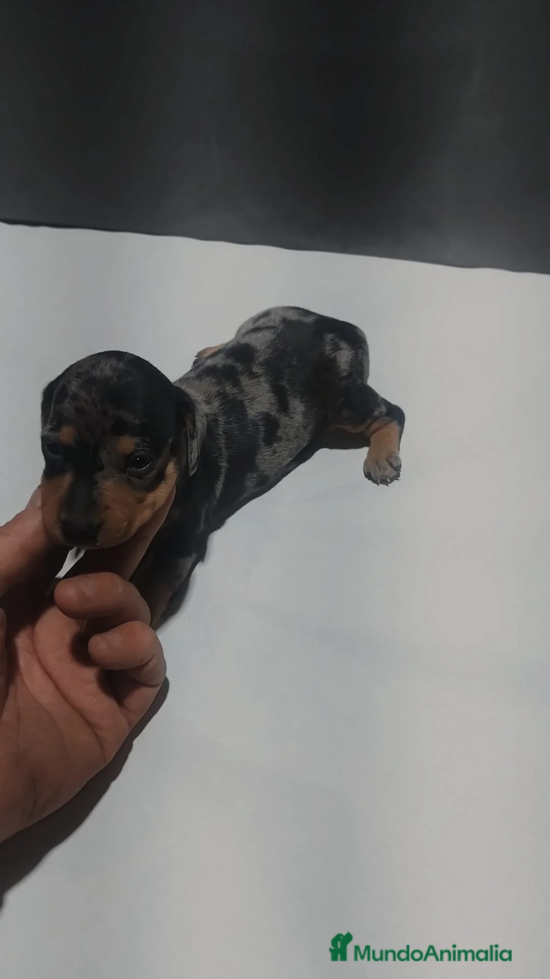 Teckel Miniatura perros en venta: Teckel miniatura de todos los colores  - Anuncio 1