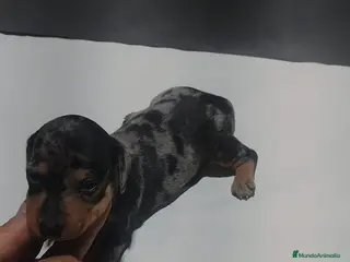 Teckel Miniatura perros Teckel miniatura de todos los colores - Anuncio 2