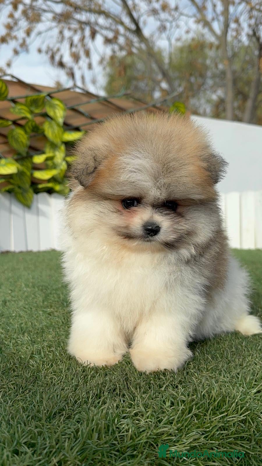 Pomerania perros POMERANIA HEMBRA DISPONIBLE - Anuncio 2