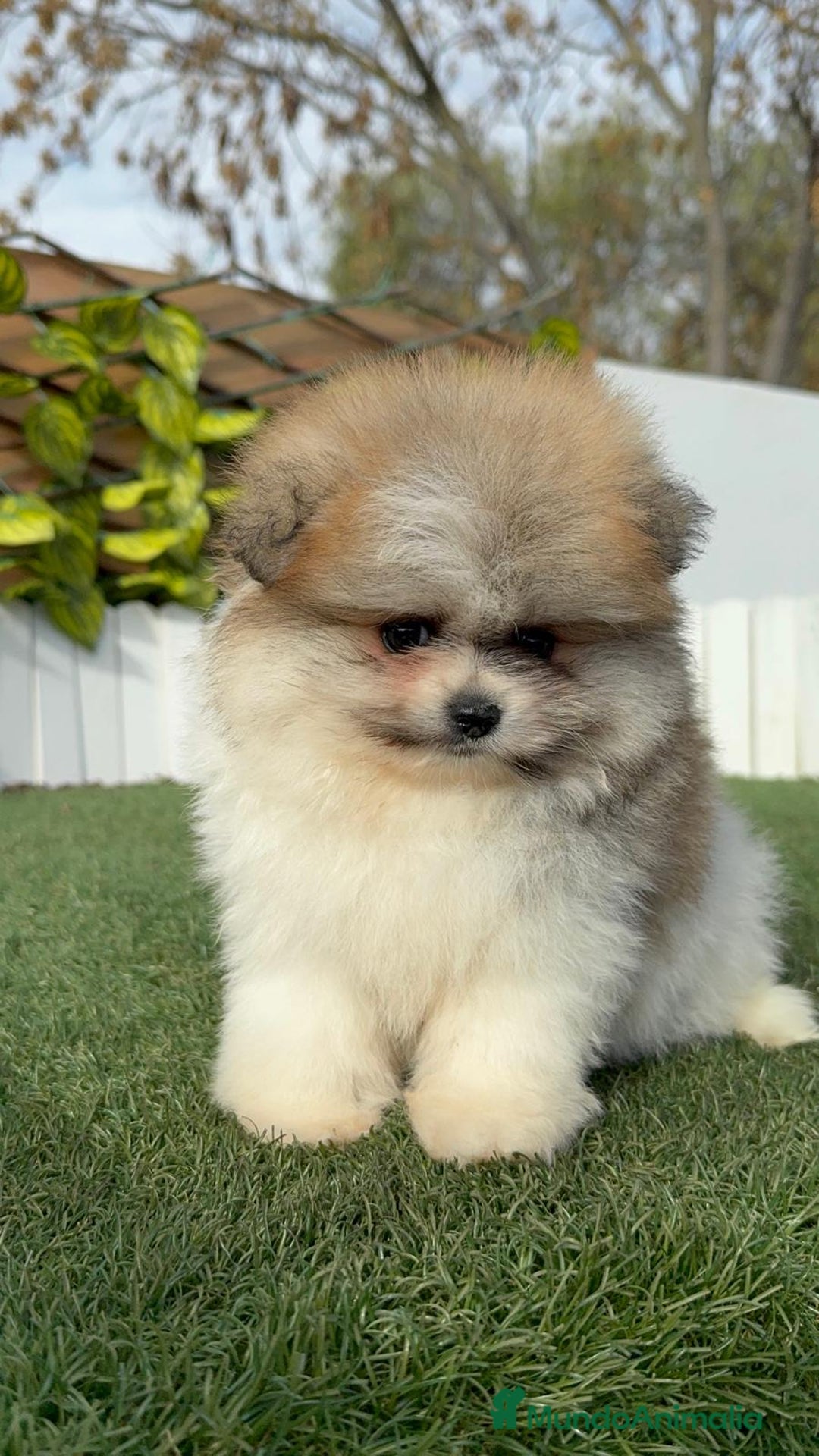 Pomerania perros en venta: POMERANIA HEMBRA DISPONIBLE - Anuncio 2