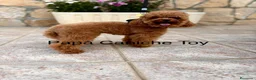 Caniche Toy perros en venta: Caniche Toy Macho Disponible  - Anuncio 1