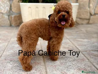 Caniche Toy perros Caniche Toy Macho Disponible - Anuncio 2