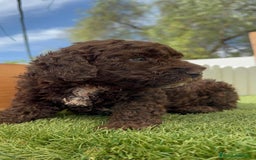 Perro de Agua Español perros en venta: PERRO DE AGUA ESPAÑOL MACHO CHOCOLATE - Imagen 17