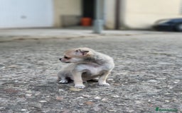 Pomchi perros en venta: Machito sable  - Imagen 4
