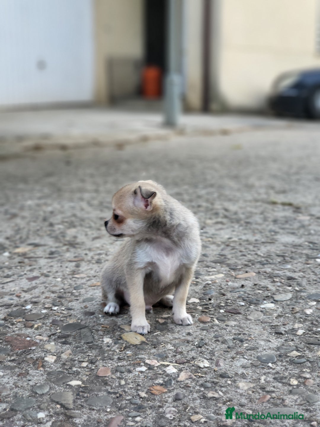 Pomchi perros en venta: Machito sable  - Imagen 4