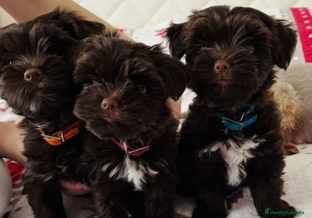 Raza Mixta perros Cachorras Yorkiepoo - Anuncio 1