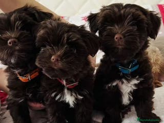 Raza Mixta perros Cachorras Yorkiepoo - Anuncio 1