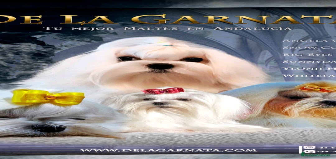 Imagen de galería {{count}}