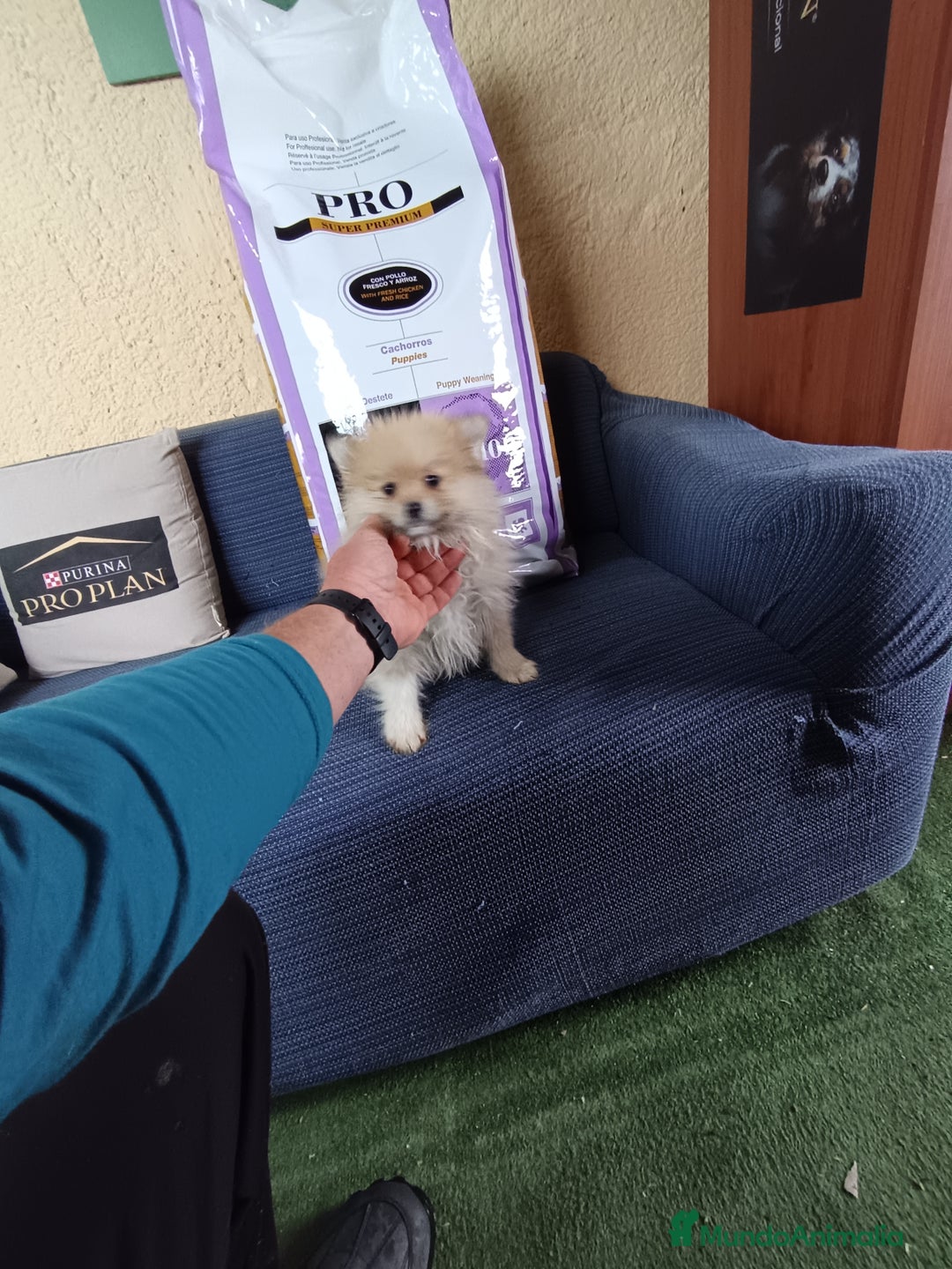 Pomerania perros en venta: Cachorro pomerania  - Anuncio 2