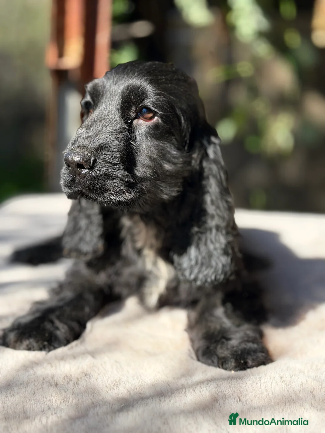 Cocker Spaniel Inglés perros en venta: Cocker negro macho  - Anuncio 5
