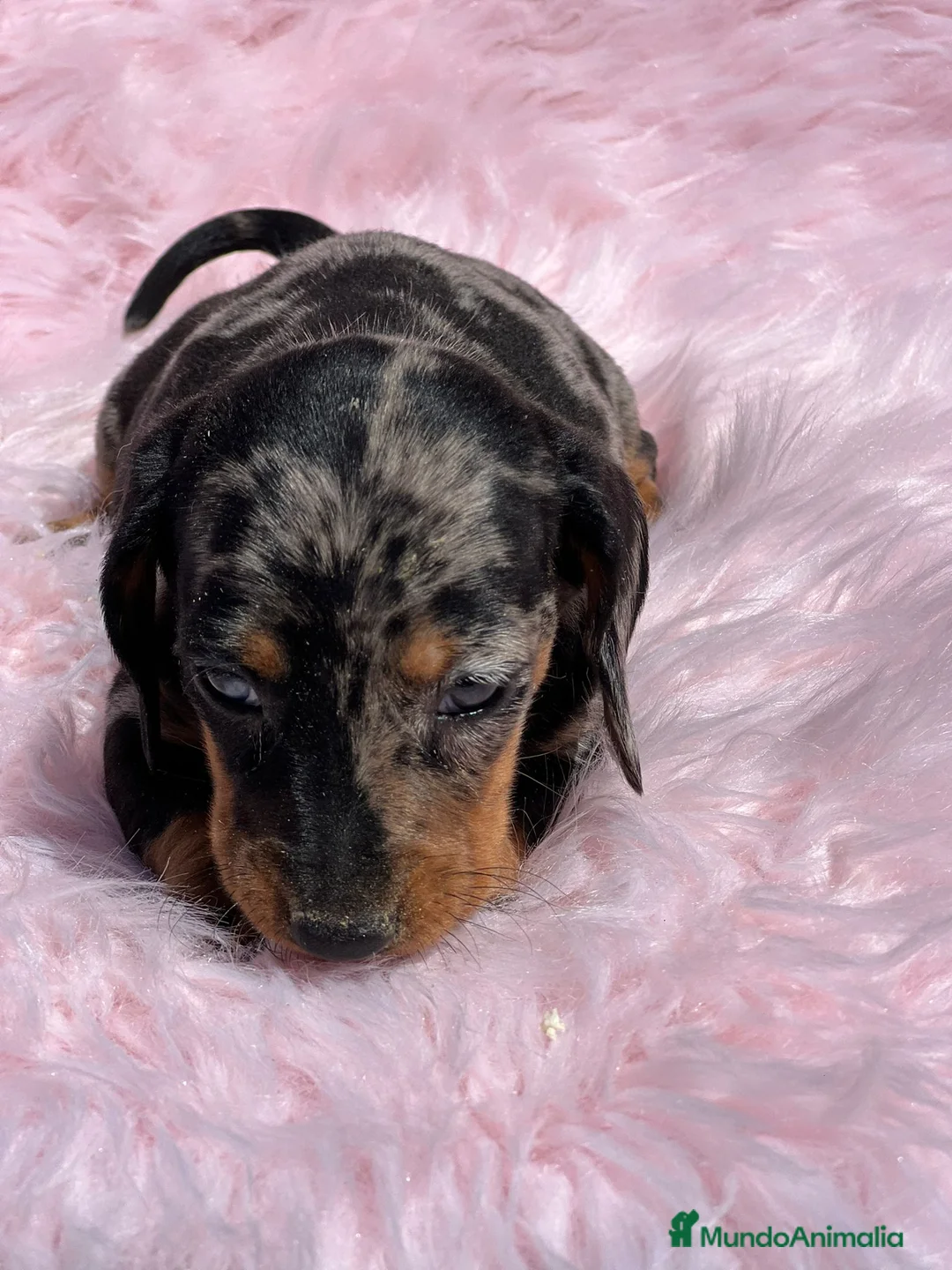 Teckel Miniatura perros en venta: Teckel miniatura  en Barcelona - Anuncio 3