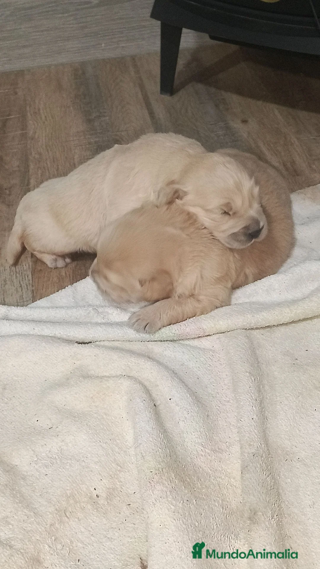 Golden Retriever perros en venta: Golden Retriever  - Anuncio 2